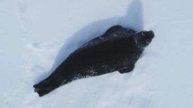 Buzlu Antarktika deniz foku. Hava yakınlaştırma görüntüsü. Karla kaplı kara, buzlu okyanus. Kutup suları üzerinde insansız hava aracı uçuşu Antarktika kıyı şeridine genel bir bakış sunuyor. Kış manzarasını ve vahşiliğini keşfedin.