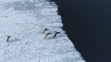 Gentoo penguenleri Antarktika sularının arka planına karşı buz kütlelerine atlarlar. Vahşi kuşlar buzulun yakınındaki buzlu kıyı okyanusuna atlarlar. Kışın yaban hayatı İHA uçuşunda yüzer.