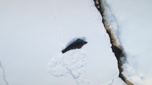Antarktyczny Zoom Powietrzny Foki Morskiej Ziemia Pokryta Śniegiem Lodowaty Ocean — Wideo stockowe