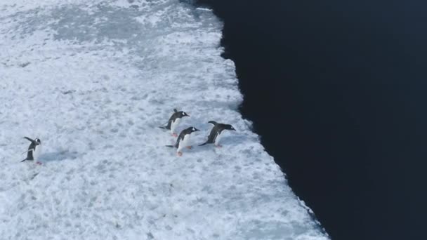ジェントーペンギンは 南極海の風景の背景に対して氷の浮き上に飛び込む 野生の鳥は氷河の近くの氷の沿岸の海の雪の国に飛び出します ドローン飛行で冬の野生生物が泳ぐ — ストック動画