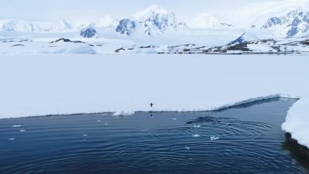アデリー ペンギンズが泳ぎに出る ジェントーペンギンは氷の浮き上がりに飛び込む 南極の水の野生の鳥は雪の国に飛び出します 冬の野生生物をドローン飛行で泳ぐ 氷の風景を探索する — ストック動画