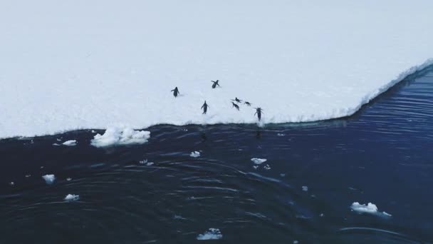 在南极水域 基因企鹅跳到浮冰上 野生鸟类跳跃到冰川附近的雪地 用无人驾驶飞机的飞行镜头捕捉冬季野生动物 探索冰冷的风景 — 图库视频影像