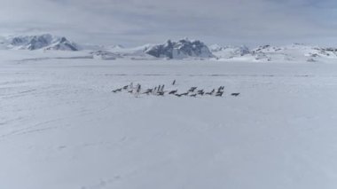 Gentoo Penguen Grubu Göç Sahil Havadan Görünümü. Vahşi Yaşam Kuşu kolonisi Antarktika 'da buzla kaplı okyanus gölüne göç ediyor. Antarktika Dağ Görkemli Manzarası İnsansız Hava Aracı Çekimi