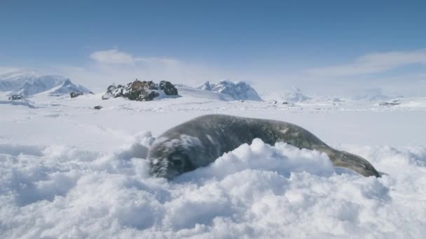 Bebê Foca Focinho Para Close Câmera Tiro Engraçado Antártida Cachorro — Vídeo de Stock