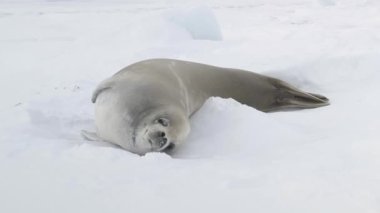 Antarktika Yengeç Yiyen Fok Yavrusu Ağız Oynat. Kutup Weddell Ailesi 'nin Kış Soğuk Karlı Yüzeyindeki Dinlenme Yeri' ne yakın çekim. Antarktika Doğa Manzarası Vahşi Yaşam Davranış Görüntüsü