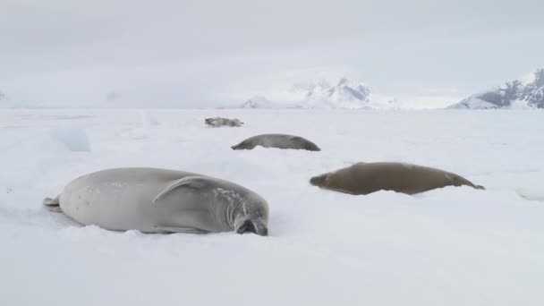 Antarctic Weddell Seal Baby Play Maulkorb Nahaufnahme Polar Crabeater Family — Stockvideo