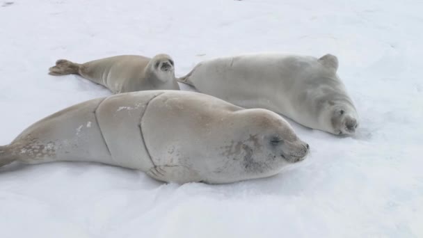 南極クラベーターシールベビープレイマズ 冬の寒い雪に覆われた表面にポーラーウェッデル家族の休憩のクローズアップビュー 野生生物 ショット — ストック動画