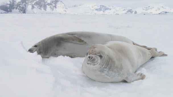 Antarctic Crabeater Seal Baby Play Muzzle Close View Polar Weddell — Stock Video