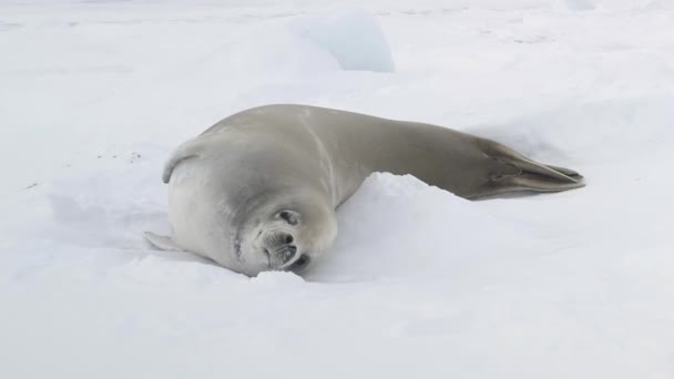 南极螃蟹海豹宝宝打喷嚏 极地韦氏家族在冬季冰雪覆盖表面休息的特写 南极自然景观野生动物行为图像被射中 — 图库视频影像
