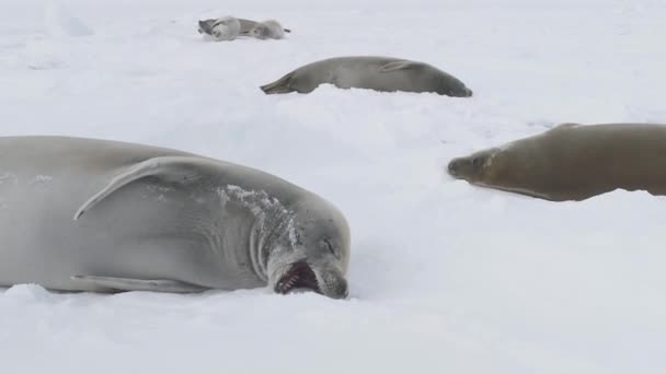 Antarctique Crabeater Seal Baby Play Muselière Décryptages Vue Polar Weddell — Video