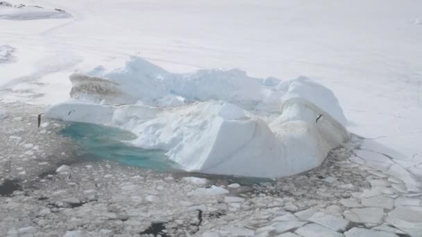 Racek Přeletěl Antarktický Ledovec Letecký Pohled Antarktidu Zimní Volně Žijící — Stock video