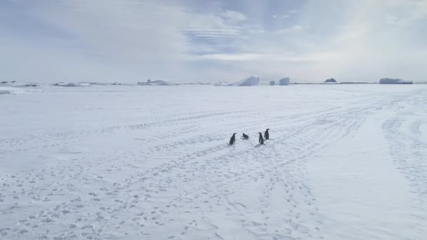 Gentoo Penguin运行南极冰封海洋空中跟踪视图 雪盖冰面上的极鸟做脚印道 南极冬季野生动物无人机飞行概览 — 图库视频影像