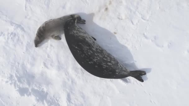 Антарктида Weddell Seal Top Air View Дитина Мати Полярні Тварини — стокове відео