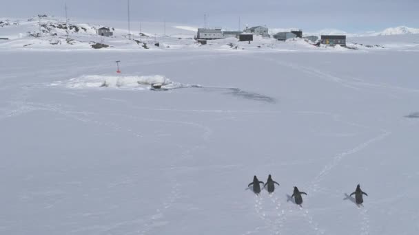 Gentoo Pingwin Run Antarktyda Frozen Ocean Aerial Tracking View Ptak — Wideo stockowe