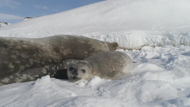 Крупный План Baby Mather Weddell Seal Play Antarctic Snow Взрослый — стоковое видео