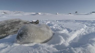 Antarktika 'da bebek Weddell deniz foku. Şirin yüzün yakın çekimi. Antarktika 'daki komik vahşi hayvan karla kaplı arazide güneş ışığının tadını çıkarıyor. Güney Kutbu vahşi yaşam konsepti. Statik çekim görüntüleri
