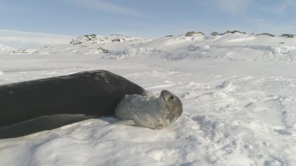 Close Baby Und Mather Weddell Seal Spielen Auf Antarktischem Schnee — Stockvideo
