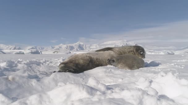 Close Baby Mather Weddell Seal Juegan Nieve Antártica Niño Adulto — Vídeos de Stock