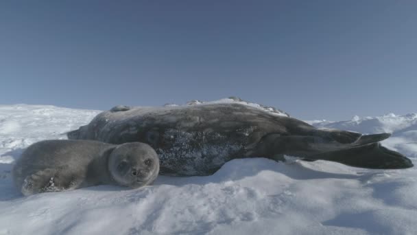 ベビーウェッデル シーシール かわいい顔のクローズアップ 南極の面白い野生動物は 雪に覆われた風景で太陽光遊びを楽しんでいます 南極野生生物の概念 静的なショット映像 — ストック動画