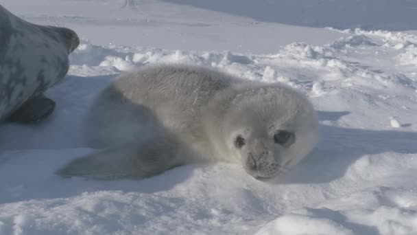 Antarktika Daki Komik Vahşi Hayvan Karla Kaplı Arazide Güneş Işığının — Stok video