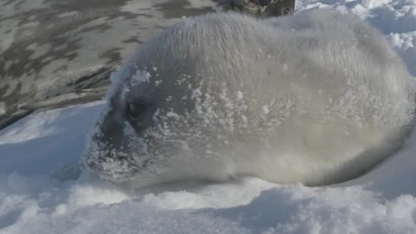 Antarctica Baby Weddell Seehund Nahaufnahme Des Niedlichen Gesichts Antarktis Lustige — Stockvideo
