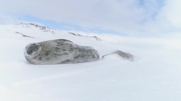 子犬と母 冷たい雪景色で野生の南極動物の遊び 南極大陸の赤ちゃん大人の結婚式のシール パズル クローズアップ ポーラー野生生物の親行動 クローズアップ静的ショットフッテージ — ストック動画