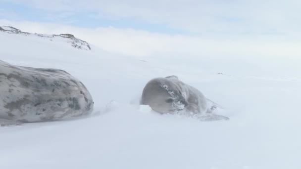 Słodka Foka Weddell Antarktydzie Zima Śniegu Rodzina Dzikich Zwierząt Spoczywa — Wideo stockowe