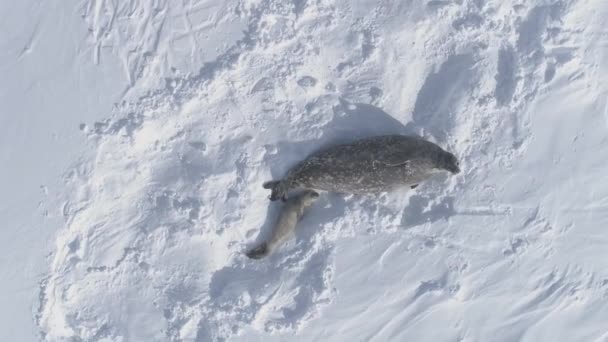 Filhote Cachorro Mãe Weddell Seal Família Descanso Animal Superfície Fria — Vídeo de Stock