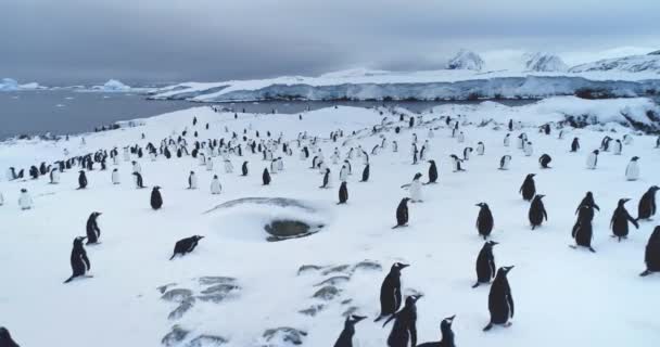 Wiele Pingwinów Gentoo Spoczywa Śniegu Antarktydzie Lotnictwo Niskiego Kąta Lotu — Wideo stockowe