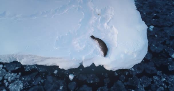 Selo Repousa Sobre Geleira Gelada Oceano Gelo Frio Antártida Beleza — Vídeo de Stock