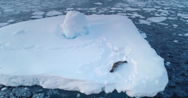 豹海豹睡在南极洲的冰川上 冰冷的极地海洋 没有接触过的北极自然之美 探索南极奇观 野生动物保护 空中无人驾驶飞机轮调全景 — 图库视频影像