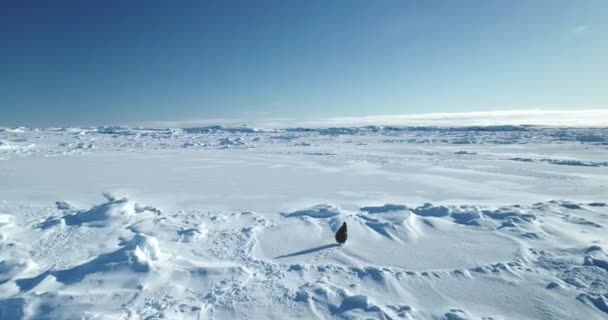 有趣的企鹅在运行南极洲冰冻的风景 冬季北极野生动物的行为无人机飞行画面极地冰雪覆盖海洋 阳光明媚 探索野生大自然 — 图库视频影像
