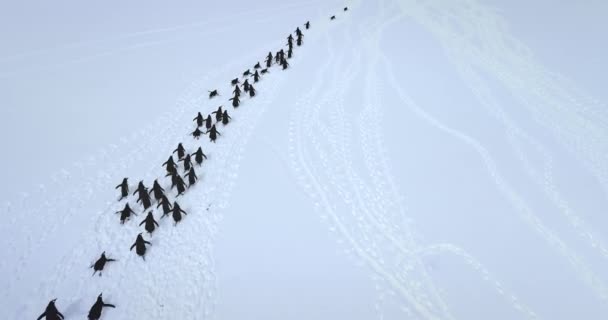 ビッグコロニーのゲントーペンギンが雪の空中観測をしています 南極の野生生物を探索する 野生動物の生活の美しさと南極の手つかずの自然 南極の鳥の移動の上空飛行ドローン飛行 — ストック動画