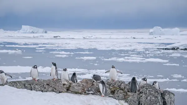 Gentoo penguins wild life on Antarctica sea. Ice, snow covered mountains of icebergs arctic nature landscape. Colony cute animals walking towards each other in Antarctic island