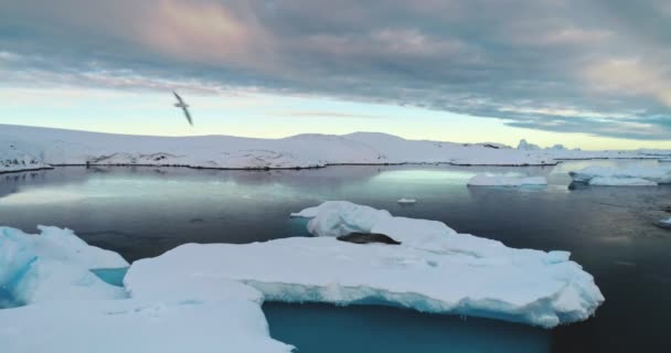 Explore Vida Silvestre Antártida Viaje Polo Sur Paisaje Ártico Vuela — Vídeo de stock