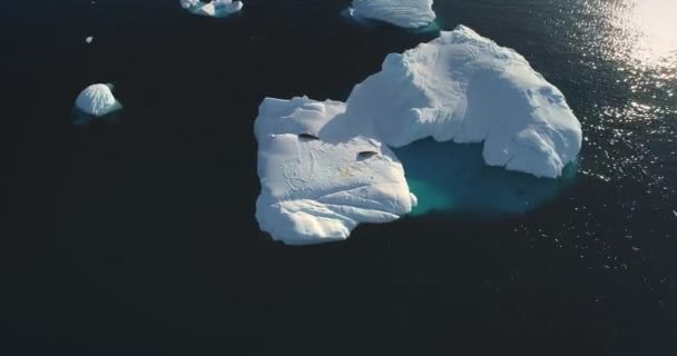 氷河を漂流する北極圏のシール上空飛行 氷山が極海で溶ける 南極の野生生物 絶滅危惧種の保護について エコロジー 気候変動 地球温暖化のコンセプト — ストック動画