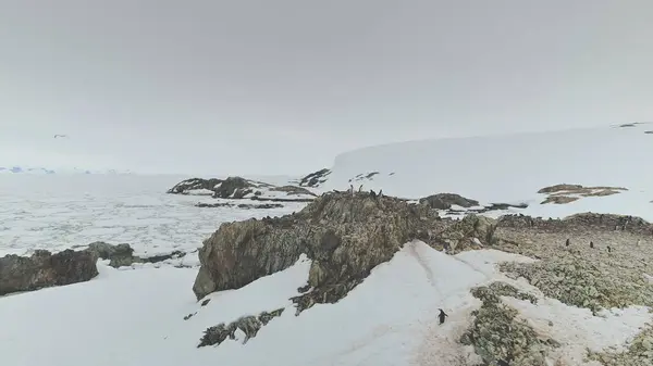 Antarctica Penguin-point Landscape Aerial View. Harsh Antarctica Climate Polar Bird Colony Stand Rock Snow Land Surface. Arctic Bird Flock Climate Change Concept Drone Shot Footage 4K UHD