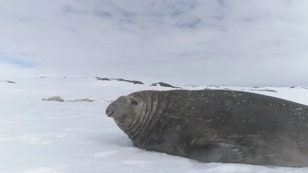 Close-up Elephant Seal Lying On Snow Antarctica Land. Cute Muzzle Of Marine Wild Animal. Behavior Of Large Polar Seals. Snow Covered Surface Of Antarctic Continent. Winter Background. 4k Footage.