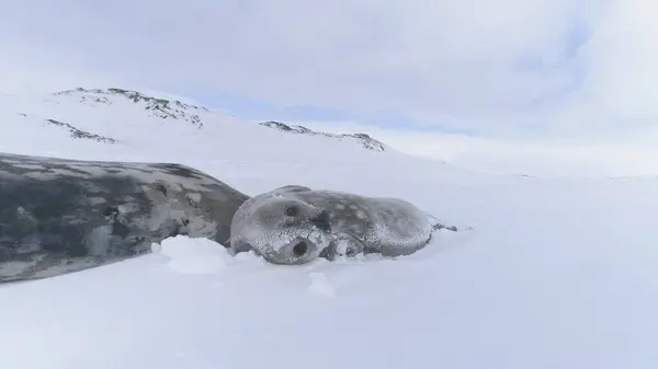 Antarktika Weddell Seal bebek anne karda. Yetişkin ve sevimli köpek yavrusu yabani kutup memeli hayvan donmuş yüzey manzara Güney Kutbu yaban hayatı doğa kilitli-off çekim görüntüleri 4 k Uhd üzerinde yalan