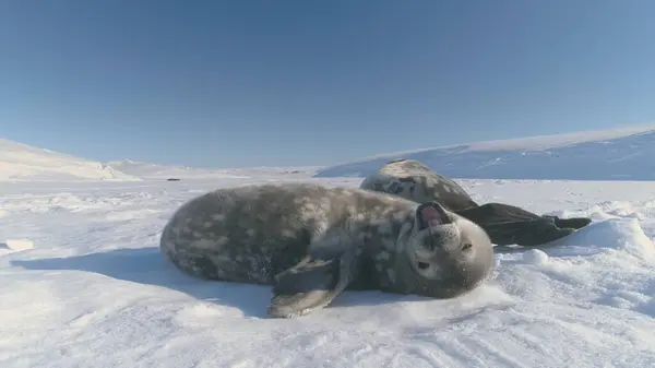 Antarctica Baby Weddell Seal Yawn in Sun Light. Puppy and Mother Wild Arctic Animal Bask in Sun Light on Snow Winter Surface Landscape. South Pole Wildlife Behavior Concept Static Footage 4K UHD
