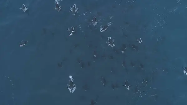 Aerial top down flight over underwater penguins. Antarctica drone view shot of polar ocean water. Colony of wild animals. Jumping and swimming. Marine wildlife. Antarctic continent. 4k footage.