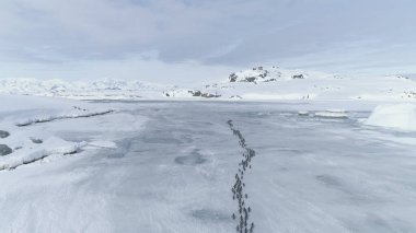 Antarktika Yarımadası ile penguenler geçiş. Kar, buz üzerinde hava Drone uçuş yüzeyi kaplı. Gentoo penguenleri donmuş karada yürüme. Kutup Dağları arka plan. Kış manzarası. 4k görüntüleri.