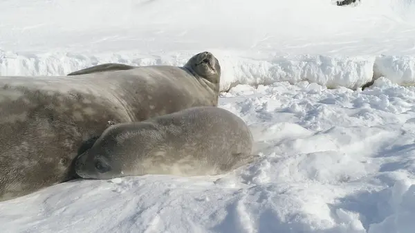 Closeup Antarctica Weddell Seal Family Rest On Snow. Baby and Mother Wild Arctic Mammal Animal Play on Cold Antarctic Ice Covered Landscape. Polar Wildlife Crabeater Close-up Shot Footage 4K UHD