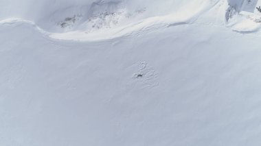 Antarktika bebek yetişkin Weddell mühür hava görünümünde yakınlaştırma. Yavru ve anne Arctic hayvan dinlenme üstünde kar soğuk yüzeyi kaplı. Güney Kutbu yaban hayatı içgüdüsel davranış kavramı dron çekim görüntüleri 4k Uhd