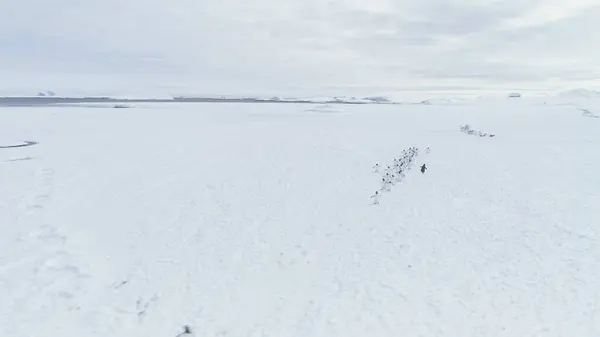 Penguins Group On Snow Antarctica Land. Aerial Drone Flight Over Snow Covered Polar Surface. Behavior Of Wild Animals In Harsh Antarctic Environment. White Winter Landscape. Wilderness. 4k Footage.