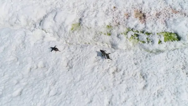 Antarctica Genroo Penguin on Snow Top Down View. Arctic Wild Nature Animal Walk on Cold Iceberg Landscape. Winter South Pole Bird Group Aerial Drone Shot Footage in 4K UHD