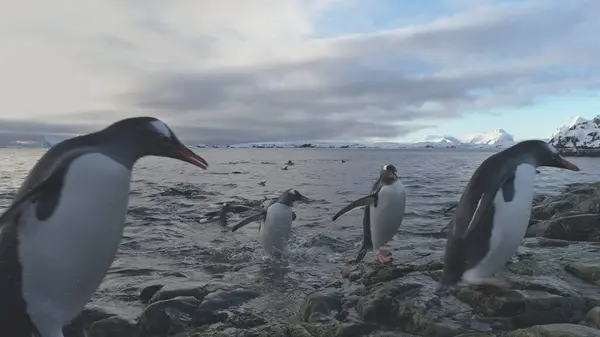 Gentoo Penguin Jump to Rock Ashore Antarctic. Antarctica Wildlife Animal. North Arctic Bird Flock Come Ocean Beach from Freeze Water Close-up Static Shot Footage in 4K UHD
