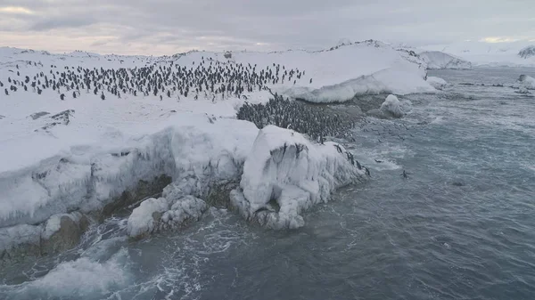 Antarktika penguenler koloni. Hava dron görünümü uçuş yüzme, İmparator penguenler grupları ayakta üzerinde. Kar buz levha ve azgın okyanus arasında Antarktika yaban hayatı. 4k