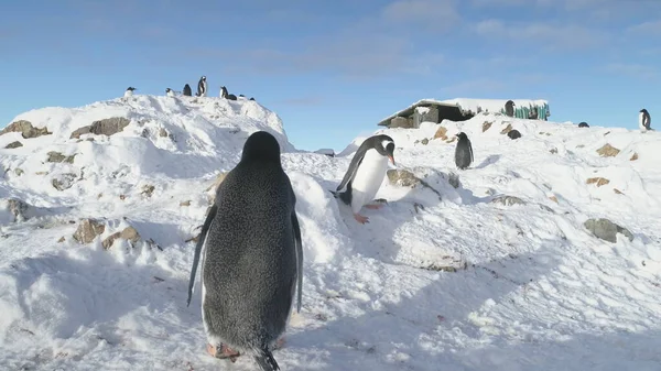 Gentoo Penguin Steal Nest Stone Antarctic Close-up. Funny South Pole Bird Fight on Snow Rocky Shore Landscape for Pebble. Polar Family Wild Life Battle Static Shot Footage Shot in 4K UHD