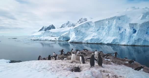 基因企鹅在南极海岸线上的殖民地 高耸的冰层和冰雪覆盖在冰冷的海水中的冰川 探索南极洲的野生动物 未被触碰的野生南极自然美景 — 图库视频影像